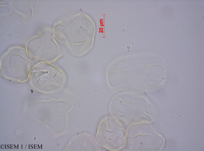 Aspalathus laricifolia - lame n° 33426